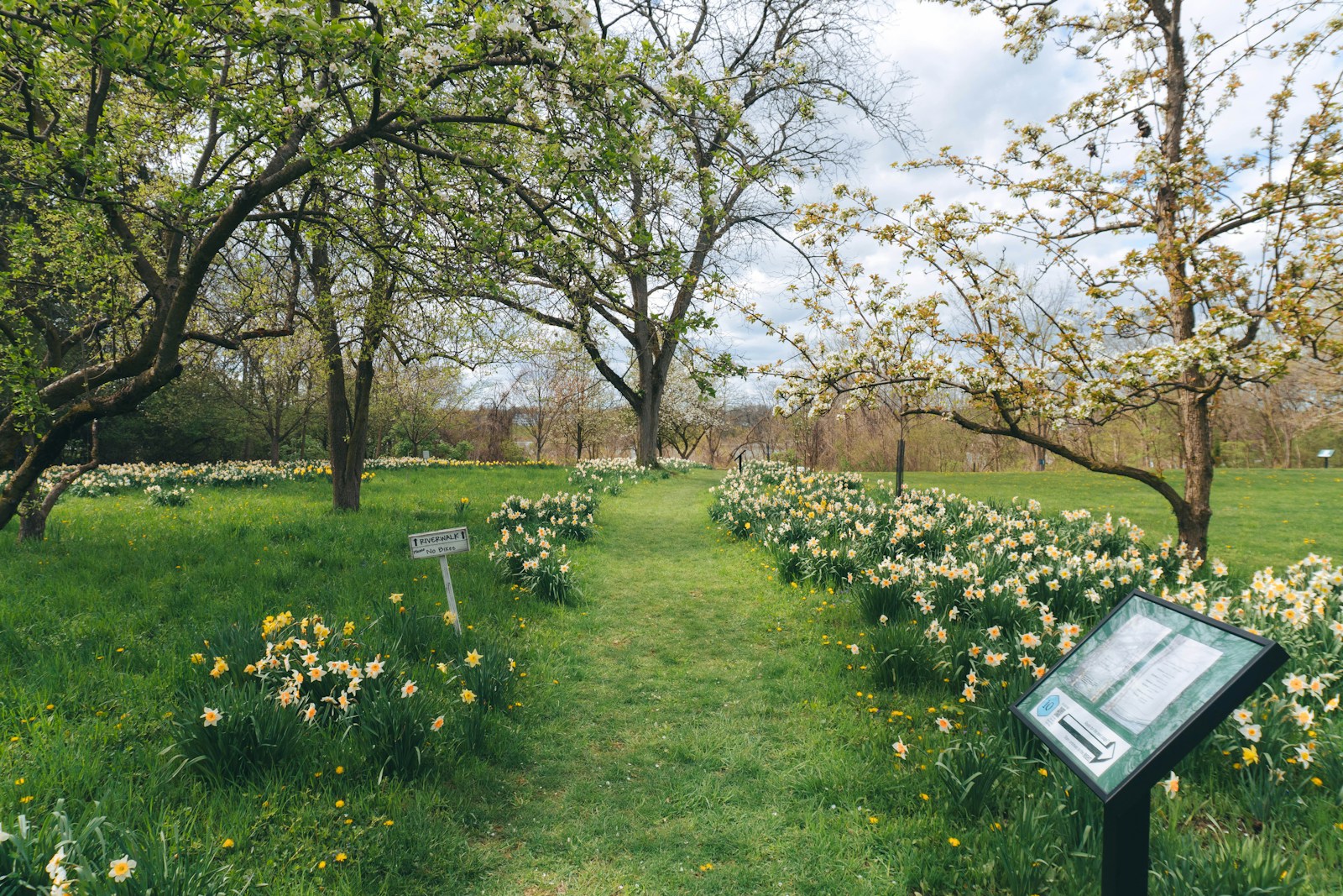 Narzissen und blühende Bäume säumen einen grünen Gartenweg im Frühling
