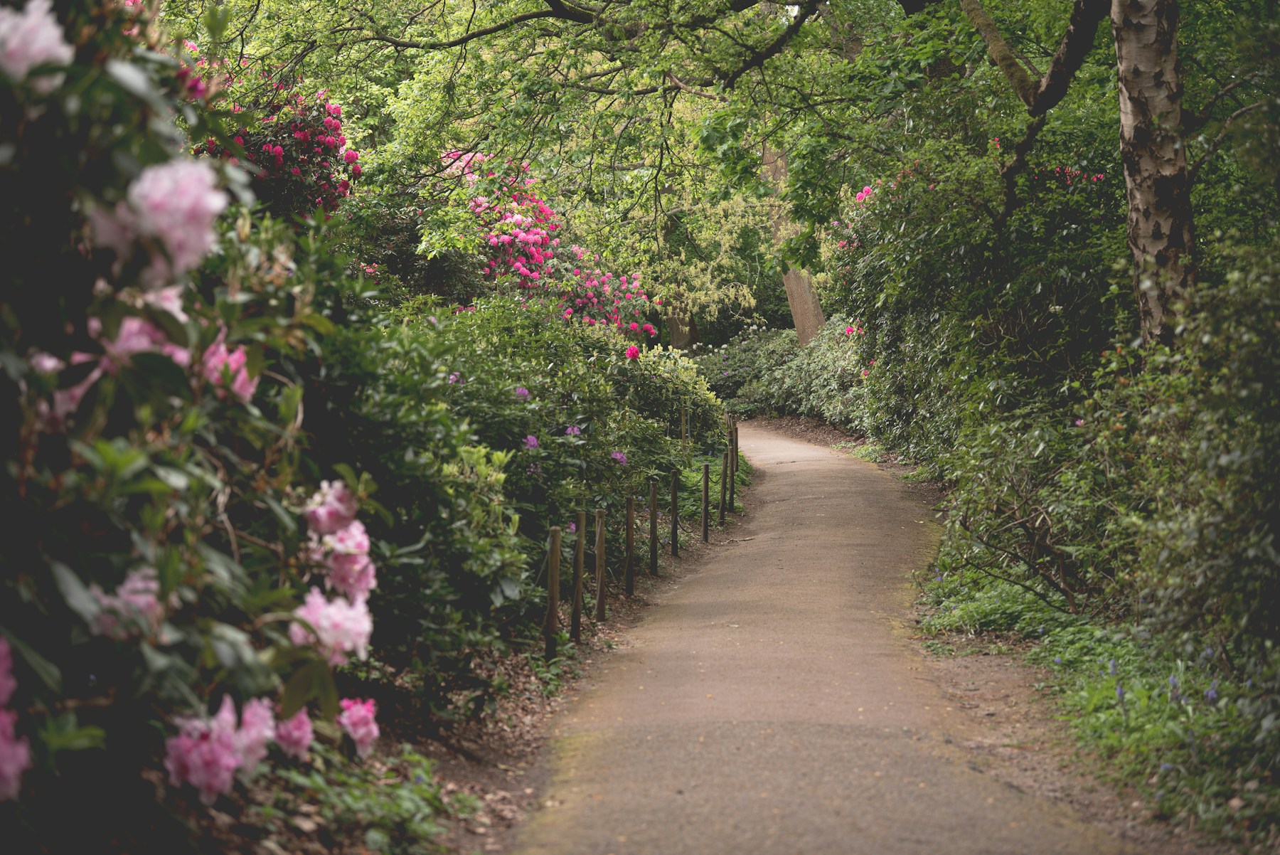 Ein geschwungener Gartenweg zwischen dichtem Grün und rosa Rhododendren