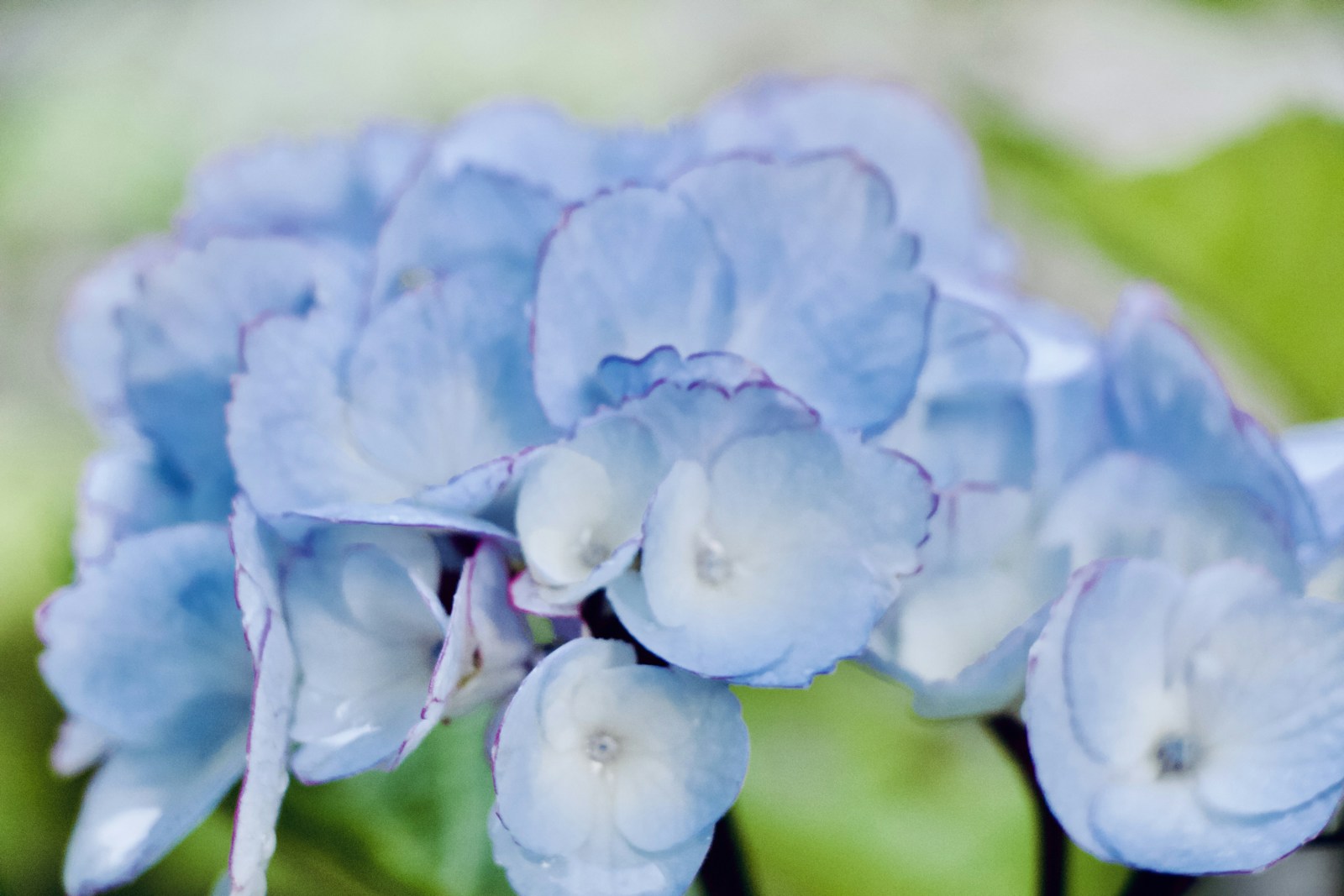 Hellblaue Hortensienblüten vor grünen Blättern